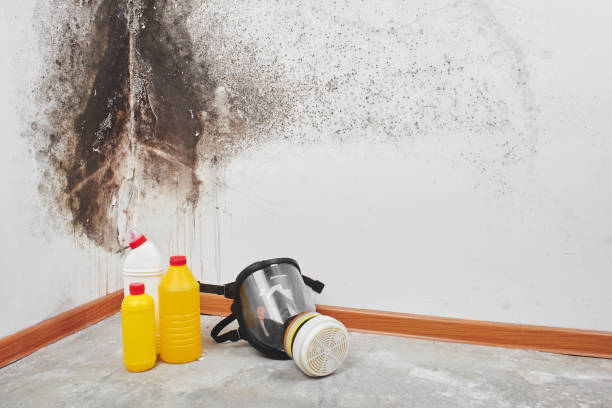Best Certified Mold Removal  in Terre Hill, PA