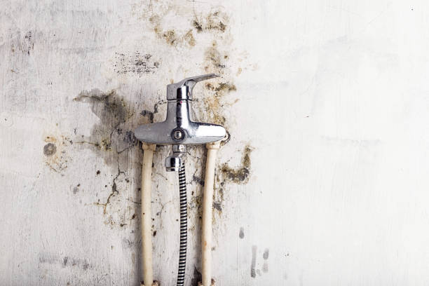 Best Office Mold Removal Services  in Terre Hill, PA