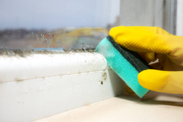 Best Mold Cleaning Services  in Terre Hill, PA