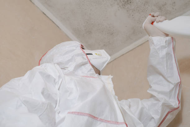 Best Black Mold Removal  in Terre Hill, PA