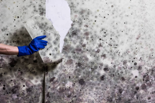 Best Mold Testing  in Terre Hill, PA